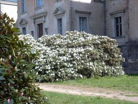 Rhododendronblüte im Park