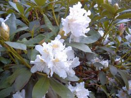 Park-Rhododendron